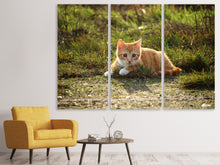 Lade das Bild in den Galerie-Viewer, Leinwandbild 3-teilig Kitten in der Natur
