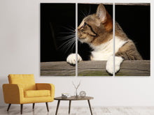 Lade das Bild in den Galerie-Viewer, Leinwandbild 3-teilig XL Katze
