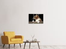 Lade das Bild in den Galerie-Viewer, Leinwandbild 3-teilig XL Katze
