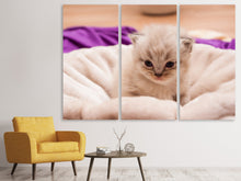 Lade das Bild in den Galerie-Viewer, Leinwandbild 3-teilig Kitten zum Verlieben
