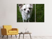 Lade das Bild in den Galerie-Viewer, Leinwandbild 3-teilig Chihuahua Blick
