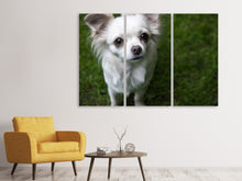 Lade das Bild in den Galerie-Viewer, Leinwandbild 3-teilig Chihuahua Blick
