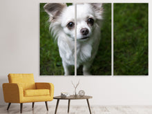 Lade das Bild in den Galerie-Viewer, Leinwandbild 3-teilig Chihuahua Blick
