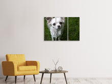 Lade das Bild in den Galerie-Viewer, Leinwandbild 3-teilig Chihuahua Blick
