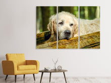 Lade das Bild in den Galerie-Viewer, Leinwandbild 3-teilig Golden Retriever in der Natur
