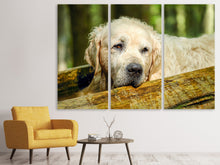 Lade das Bild in den Galerie-Viewer, Leinwandbild 3-teilig Golden Retriever in der Natur
