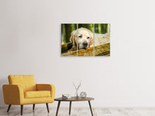 Lade das Bild in den Galerie-Viewer, Leinwandbild 3-teilig Golden Retriever in der Natur
