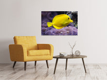 Lade das Bild in den Galerie-Viewer, Leinwandbild Der Zitronen-Doktorfisch

