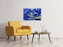Lade das Bild in den Galerie-Viewer, Leinwandbild Ein Fisch im Aquarium
