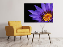 Lade das Bild in den Galerie-Viewer, Leinwandbild XL Seerose in lila
