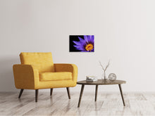 Lade das Bild in den Galerie-Viewer, Leinwandbild XL Seerose in lila
