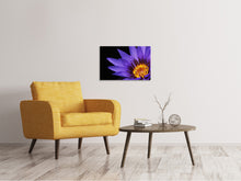 Lade das Bild in den Galerie-Viewer, Leinwandbild XL Seerose in lila
