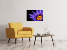 Lade das Bild in den Galerie-Viewer, Leinwandbild XL Seerose in lila
