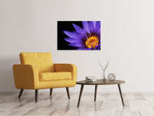 Lade das Bild in den Galerie-Viewer, Leinwandbild XL Seerose in lila
