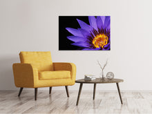 Lade das Bild in den Galerie-Viewer, Leinwandbild XL Seerose in lila
