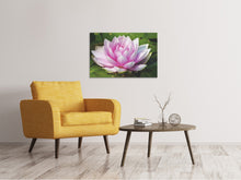 Lade das Bild in den Galerie-Viewer, Leinwandbild Seerose in rosa
