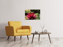 Lade das Bild in den Galerie-Viewer, Leinwandbild Seerose in rot
