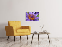 Lade das Bild in den Galerie-Viewer, Leinwandbild XXL Seerose in lila
