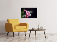 Lade das Bild in den Galerie-Viewer, Leinwandbild Calla in lila
