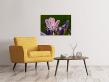 Lade das Bild in den Galerie-Viewer, Leinwandbild Schmucklilien mit Morgentau
