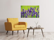 Lade das Bild in den Galerie-Viewer, Leinwandbild Schöner Lavendel
