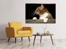 Lade das Bild in den Galerie-Viewer, Leinwandbild XL Katze
