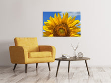 Lade das Bild in den Galerie-Viewer, Leinwandbild Sonnenblume in XXL
