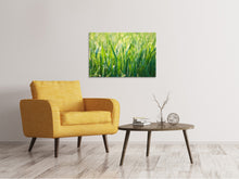 Lade das Bild in den Galerie-Viewer, Leinwandbild Gras mit Morgentau XL
