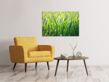 Lade das Bild in den Galerie-Viewer, Leinwandbild Gras mit Morgentau XL
