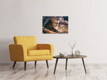 Lade das Bild in den Galerie-Viewer, Leinwandbild Löwe sonnt sich
