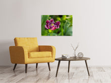 Lade das Bild in den Galerie-Viewer, Leinwandbild Dunkle Tulpe in der Natur
