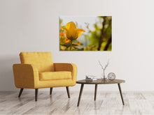 Lade das Bild in den Galerie-Viewer, Leinwandbild Gelbe Tulpe in der Natur
