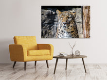 Lade das Bild in den Galerie-Viewer, Leinwandbild Leopard auf der Lauer
