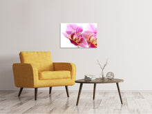 Lade das Bild in den Galerie-Viewer, Leinwandbild Prächtige Phalaenopsis
