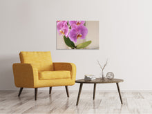 Lade das Bild in den Galerie-Viewer, Leinwandbild Orchideen mit lila Blüten in XL
