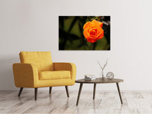 Lade das Bild in den Galerie-Viewer, Leinwandbild Die Blüte der Rose
