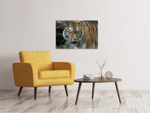 Lade das Bild in den Galerie-Viewer, Leinwandbild XL Tiger
