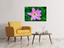 Lade das Bild in den Galerie-Viewer, Leinwandbild Close up rosa Blüte
