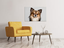 Lade das Bild in den Galerie-Viewer, Leinwandbild Süsser Chihuahua
