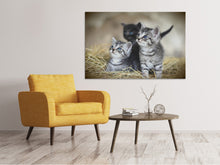 Lade das Bild in den Galerie-Viewer, Leinwandbild Kitten Trio
