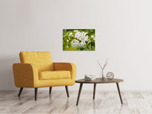 Lade das Bild in den Galerie-Viewer, Leinwandbild Weisse Blüten in XL
