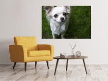 Lade das Bild in den Galerie-Viewer, Leinwandbild Chihuahua Blick
