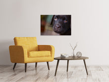 Lade das Bild in den Galerie-Viewer, Leinwandbild Süsse Labrador Welpe
