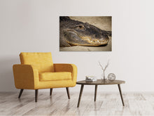 Lade das Bild in den Galerie-Viewer, Leinwandbild Achtung Alligator !
