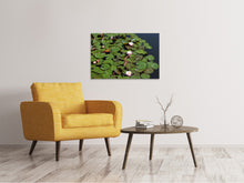 Lade das Bild in den Galerie-Viewer, Leinwandbild Weisse Seerosen im Teich
