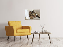 Lade das Bild in den Galerie-Viewer, Leinwandbild Lieblings Katze
