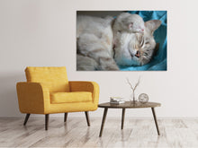 Lade das Bild in den Galerie-Viewer, Leinwandbild Katzen Mama mit Baby
