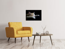 Lade das Bild in den Galerie-Viewer, Leinwandbild Faule Katze
