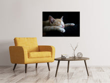 Lade das Bild in den Galerie-Viewer, Leinwandbild Faule Katze
