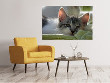 Lade das Bild in den Galerie-Viewer, Leinwandbild Verliebt in Kitten
